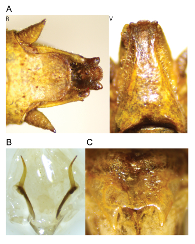 images of Aglaothorax conistylus male terminalia and titillators and female subgenital plate