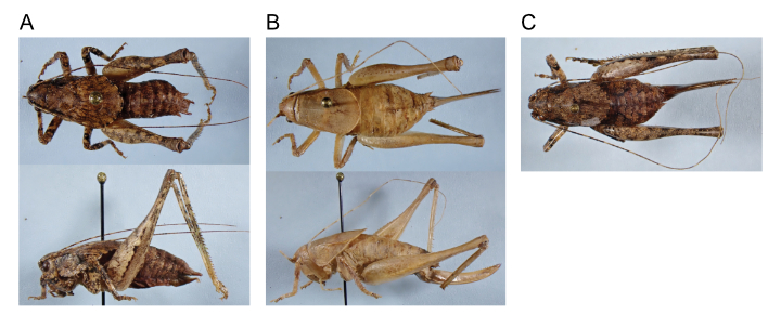 images of Aglaothorax conistylus male holotype, female paratype, and male paratype