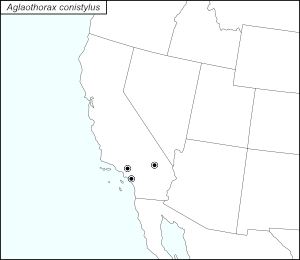 icon map for aglaothorax conistylus