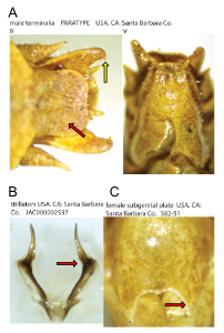 link to id page