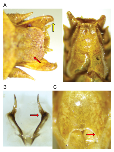 images of Aglaothorax constrictans male terminalia and titillators and female subgenital plate