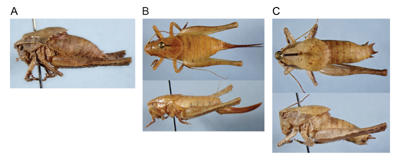 images of Aglaothorax constrictans males and female