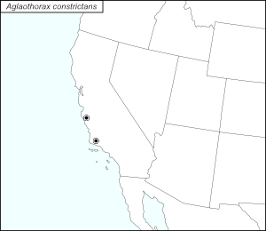 icon map for aglaothorax 