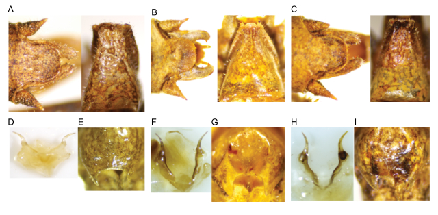 images of Aglaothorax costalis male terminalia and titillators and female subgenital plate