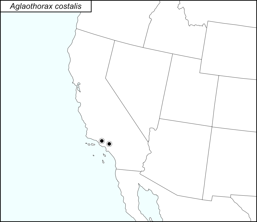 distribution map for Aglaothorax costalis