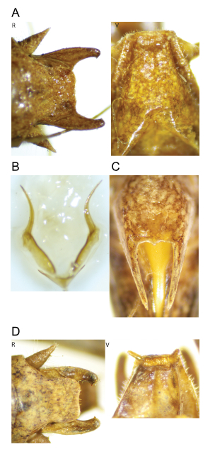 images of Aglaothorax dactyla male terminalia and titillators and female subgenital plate