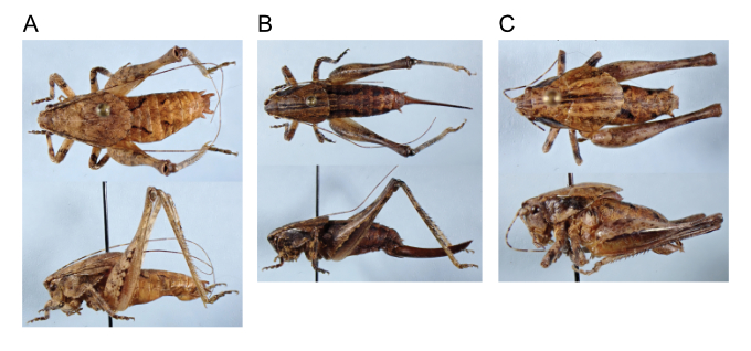 images of Aglaothorax dactyla male holotype, female paratype, and male paratype