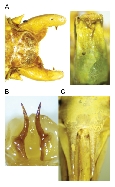 images of Aglaothorax giganteus male terminalia and titillators and female subgenital plate