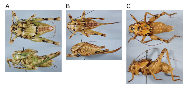images of Aglaothorax giganteus male topotype, female topotype, and male