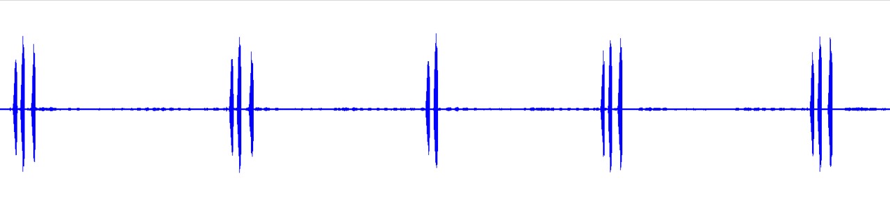 waveform for Aglaothorax giganteus