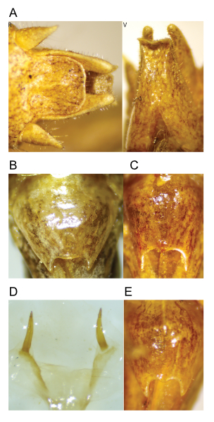images of Aglaothorax hulodomus male terminalia and titillators and female subgenital plate
