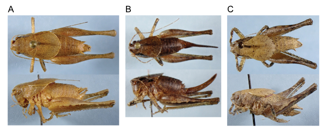 images of Aglaothorax hulodomus male paratype, female paratype, and male paratype