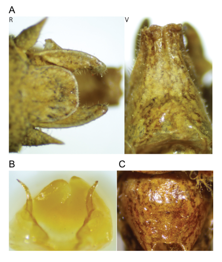 images of Aglaothorax islandica male terminalia and titillators and female subgenital plate