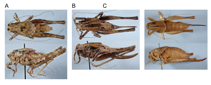 images of Aglaothorax islandica male paratopotype, female paratopotype, and female santacruzae paratype