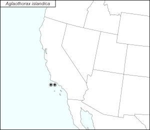 icon map for aglaothorax islandica