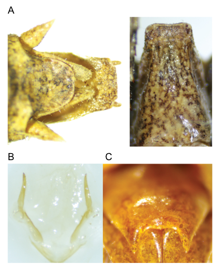 images of Aglaothorax kelainops male terminalia and titillators and female subgenital plate
