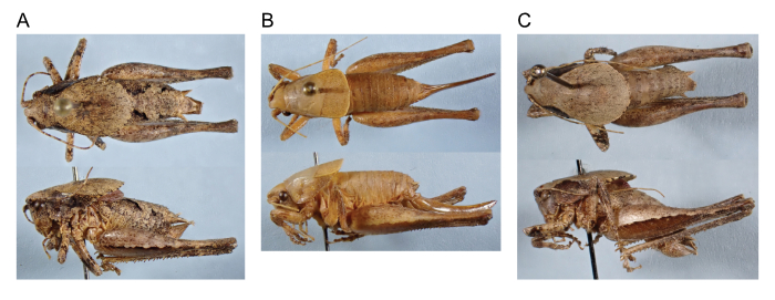images of Aglaothorax kelainops male holotype, female paratopotype, and male paratopotype