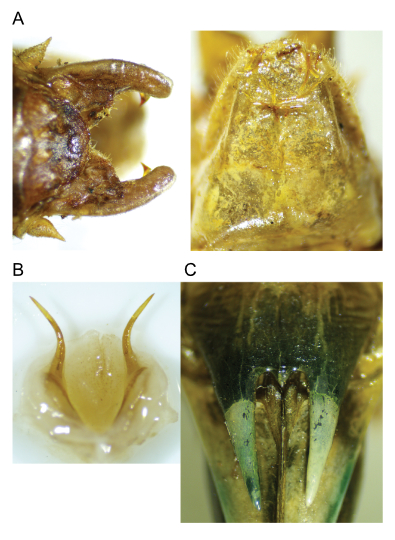 images of Aglaothorax khioneos male terminalia and titillators and female subgenital plate