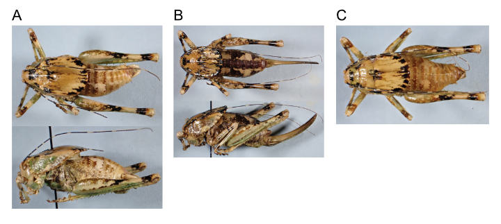 images of aglaothorax khioneos male holotype, female paratopotype, and male paratopo813type