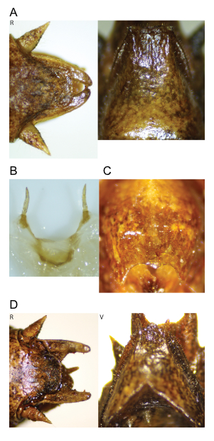 images of Aglaothorax nesiazo male terminalia and titillators and female subgenital plate