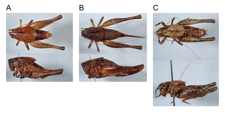 images of aglaothorax nesiazo male holotype, female paratopotype, and male paratype