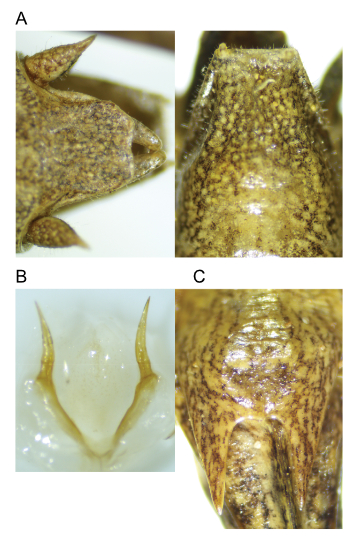 images of Aglaothorax oreibates male terminalia and titillators and female subgenital plate