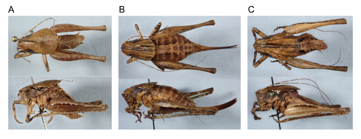 images of Aglaothorax oreibates male holotype, female paratype, and male paratype