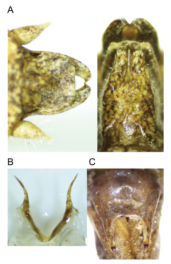 images of Aglaothorax poecilonotum male terminalia and titillators and female subgenital plate