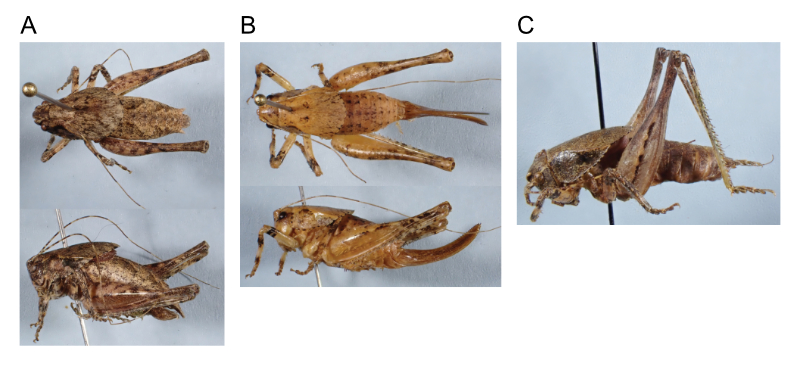 images of Aglaothorax poecilonotum male holotype, female paratopotype, and male paratopotype