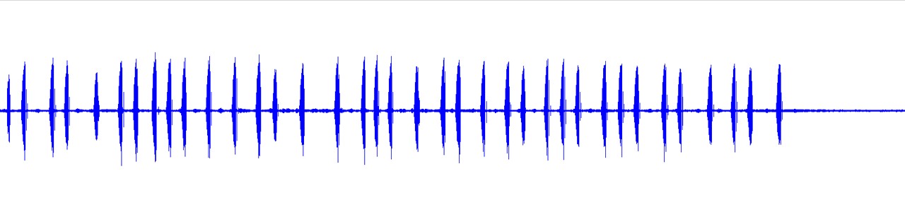 waveform for Aglaothorax poecilonotum