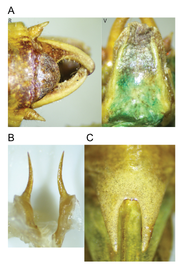 images of Aglaothorax segnis male terminalia and titillators and female subgenital plate
