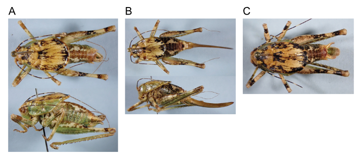 images of Aglaothorax segnis male topotype, female topotype, and male topotype
