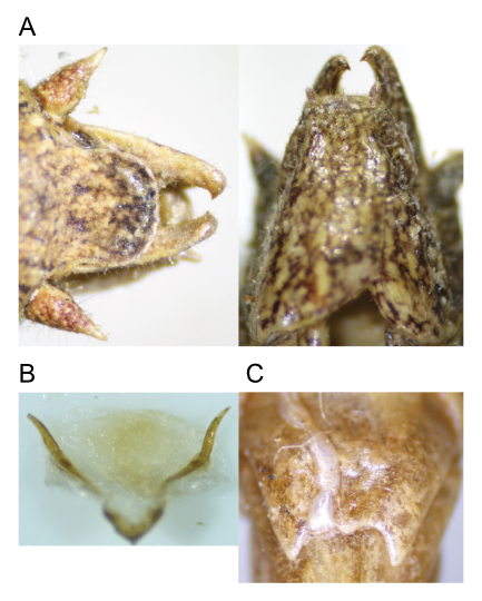 images of Aglaothorax sphenosternum male terminalia and titillators and female subgenital plate