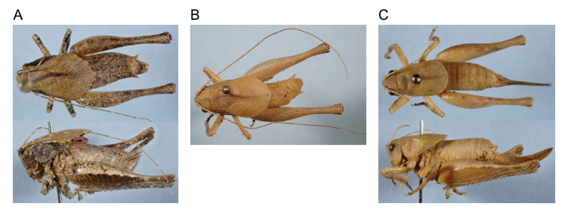 images of Aglaothorax sphenosternum male holotype, male paratopotype, and female paratopotype
