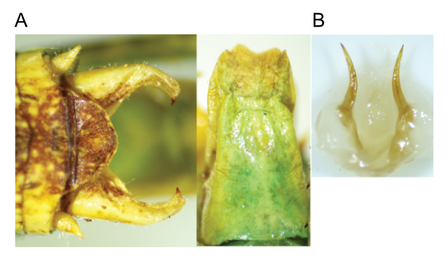 images of Aglaothorax strobilion male terminalia and titillators and female subgenital plate