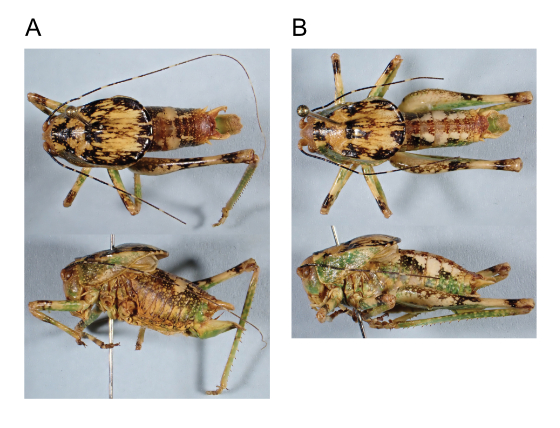 images of Aglaothorax strobilion male holotype, and male paratopotype