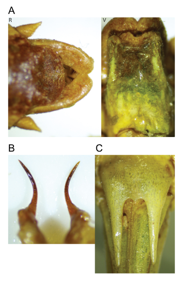 images of Aglaothorax tinkhamorum male terminalia and titillators and female subgenital plate