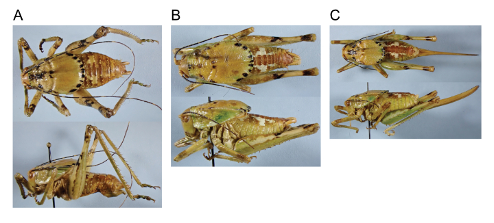 images of Aglaothorax tinkhamorum male topotype, male, and female
