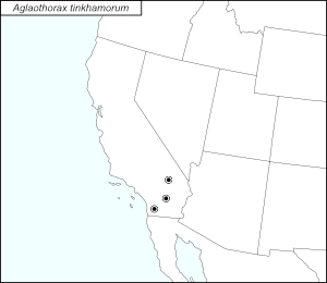 icon map for aglaothorax tinkhamorum