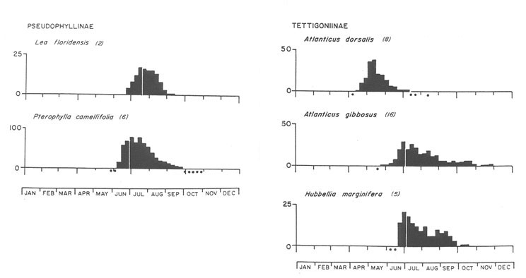 Pseudophyllinae seasonal graphs
