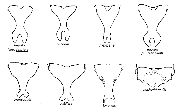 processes of North American Scudderia