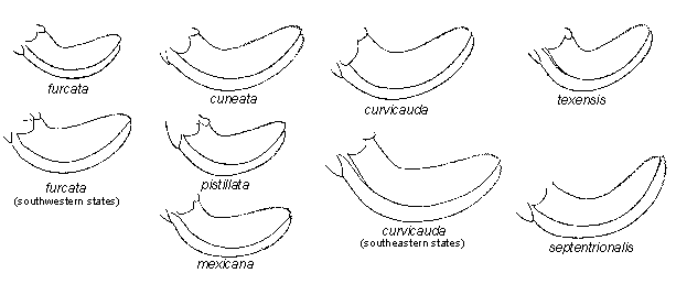 ovipositors of North American Scudderia