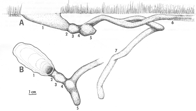 image of Neoscapteriscus borellii