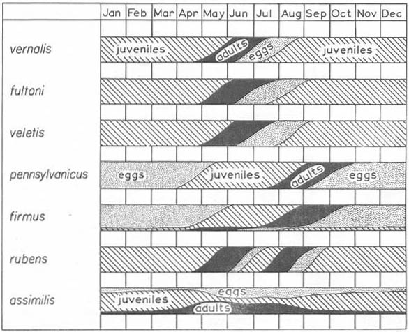 image of life cycles of 7 Gryllus species