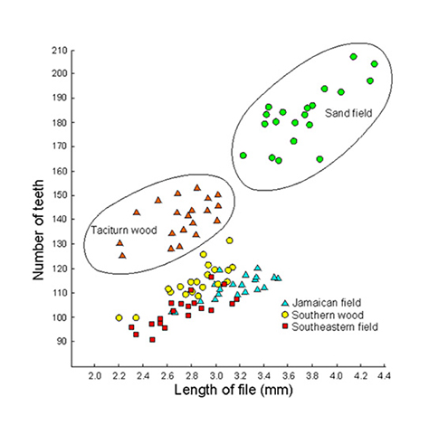 image of Gryllus rubens