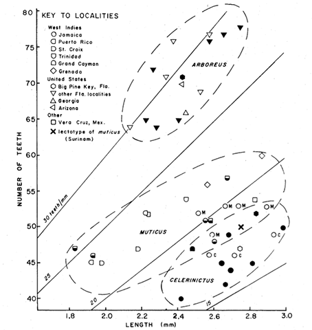 image of Anurogryllus arboreus
