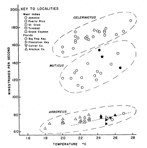 image of Anurogryllus arboreus