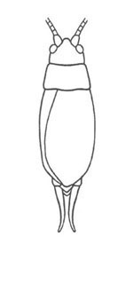 image of Hapithus agitator