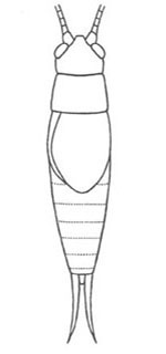 image of Hapithus brevipennis