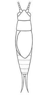 image of Hapithus melodius